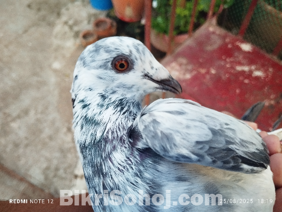 হাফসান গ্রিজেল নর কবুতর